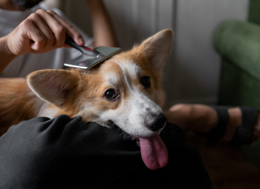 Brushing Frequency For Short-haired Dogs