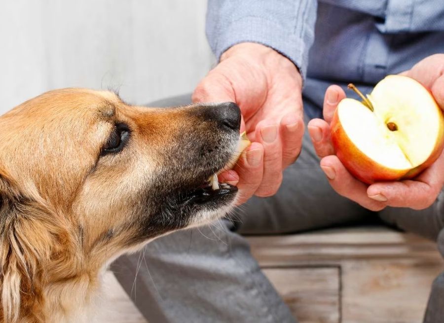 Can Dogs Eat Apples With Skin On