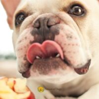 Can Dogs Eat Apples With Skin On