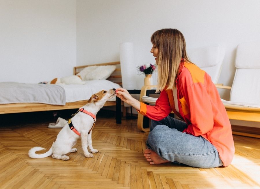 Can You Potty Train a Puppy in an Apartment