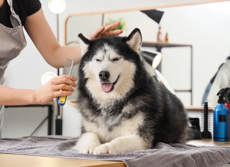 Choosing The Right Brush