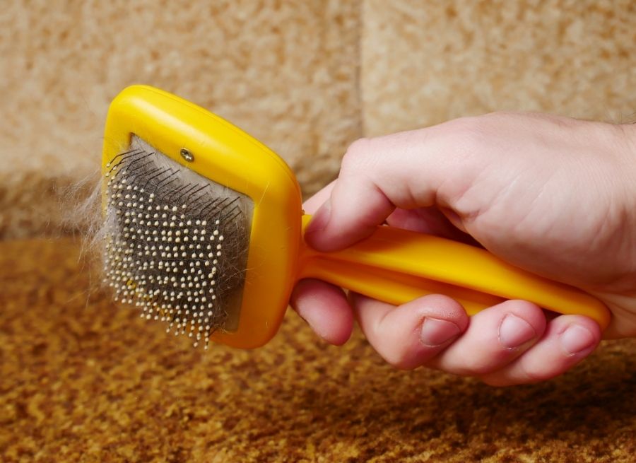 Common Challenges With Dog Hair