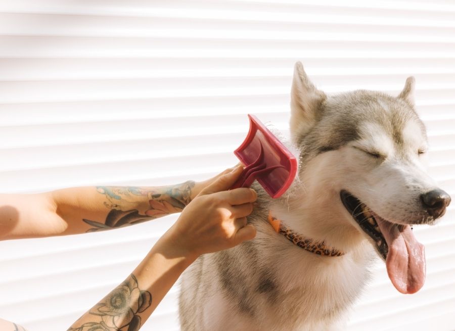 Daily Grooming Tips