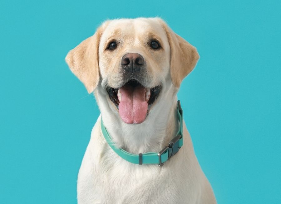 Dog Collar
