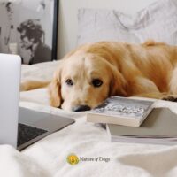 Dog Essentials Every New Owner Should Buy