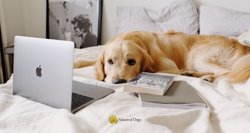 Dog Essentials Every New Owner Should Buy