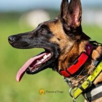 Dog Harness vs Collar