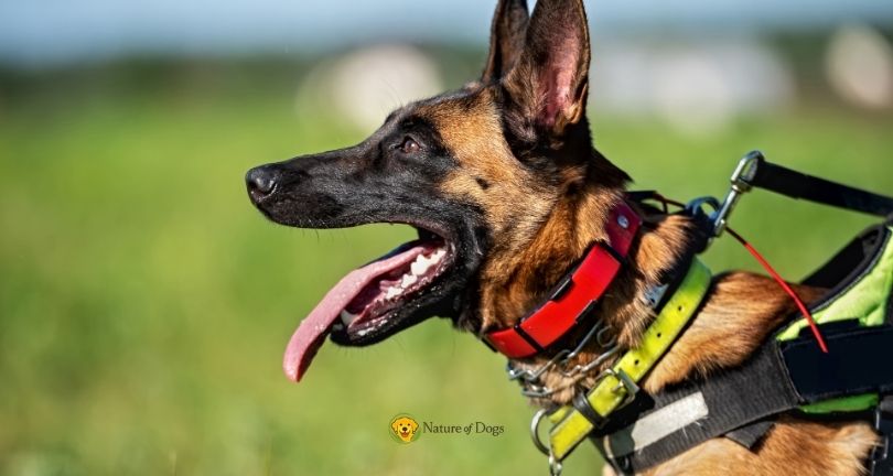 Dog Harness vs Collar