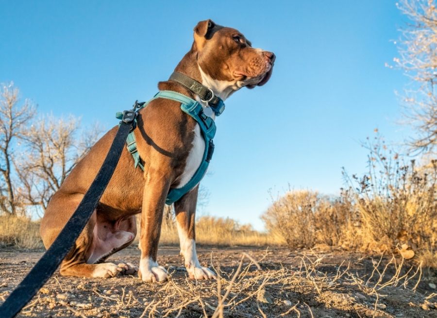 Dog Harness