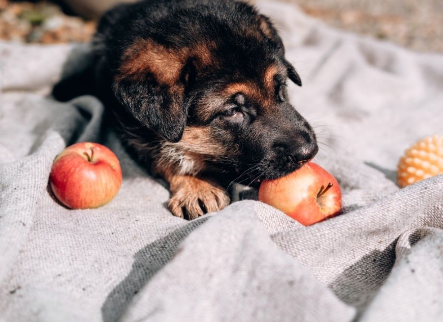 Health Benefits of Apples for Dogs