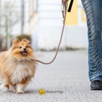 How Long Does It Take to Leash Train a Puppy