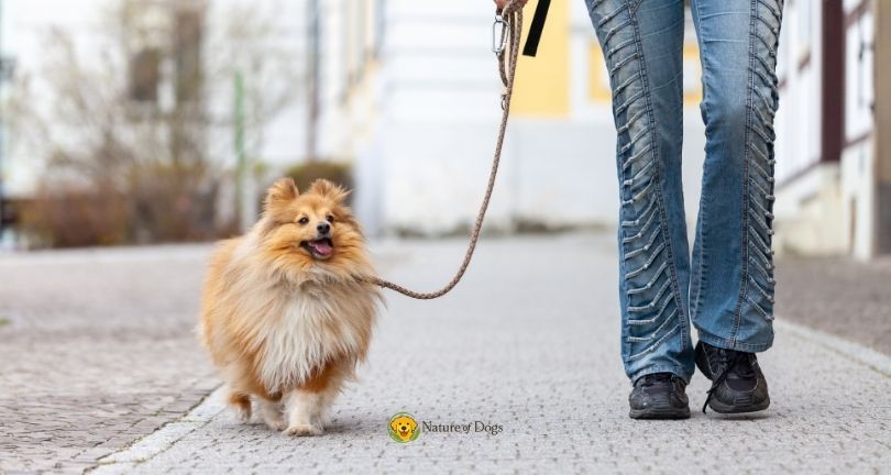 How Long Does It Take to Leash Train a Puppy