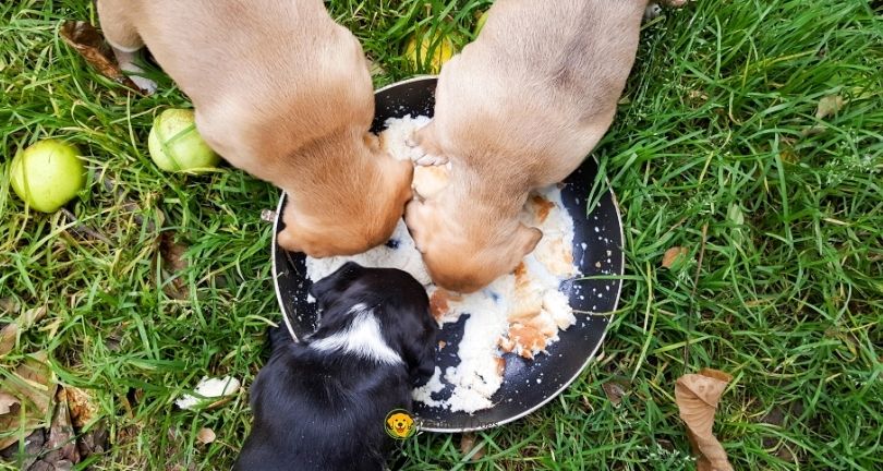 How Much Should I Feed My Puppy by Age
