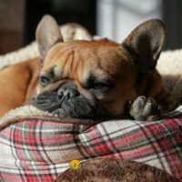 How Often Should You Wash a Dog Bed
