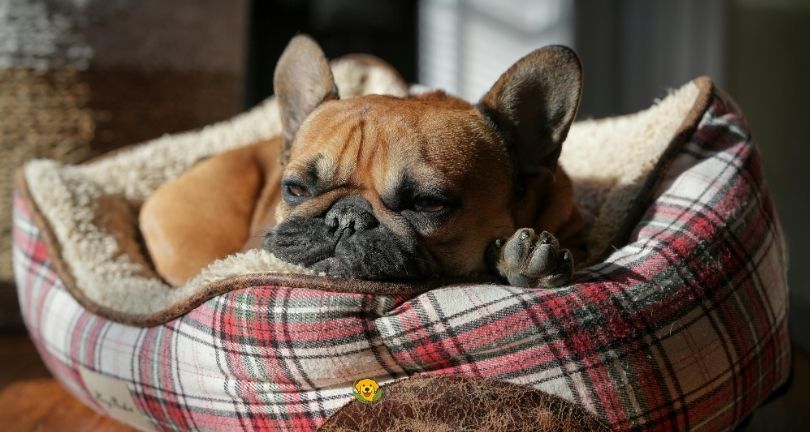 How Often Should You Wash a Dog Bed