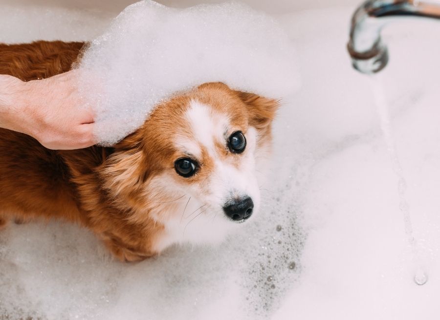 How to Bathe a Dog That Hates Water