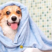 How to Bathe a Dog That Hates Water