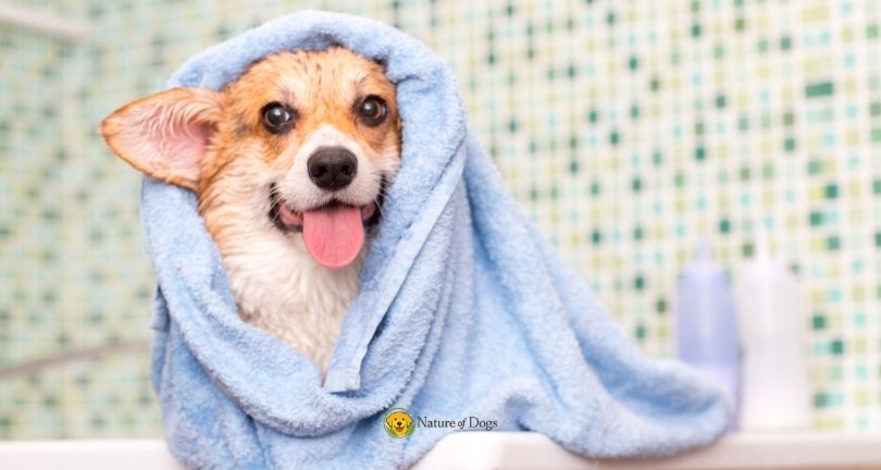 How to Bathe a Dog That Hates Water