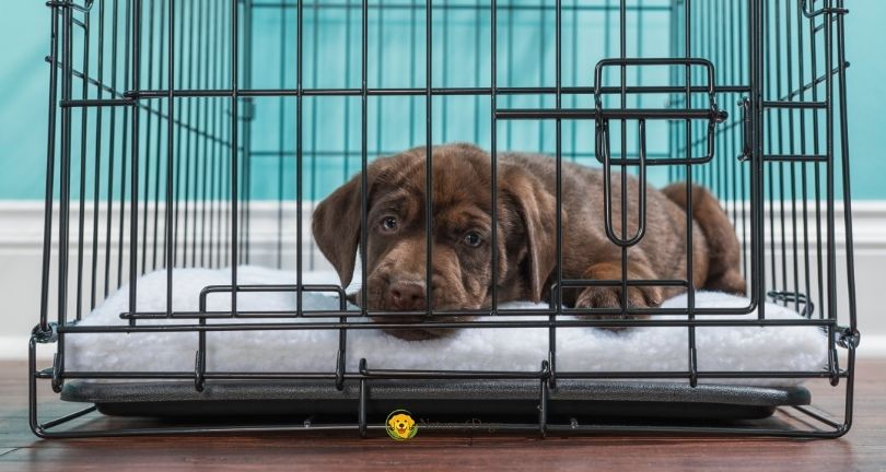 How to Crate Train a Puppy at Night