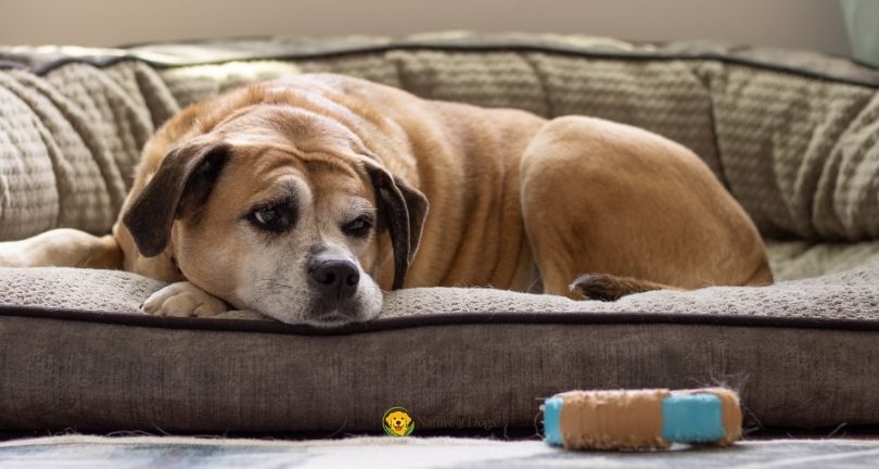 How to Help a Senior Dog Get Up More Easily