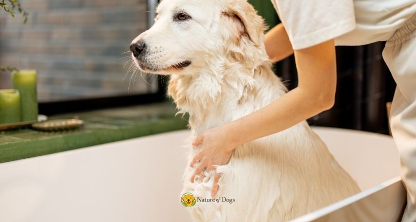 How to Keep a Dog Smelling Good Between Baths