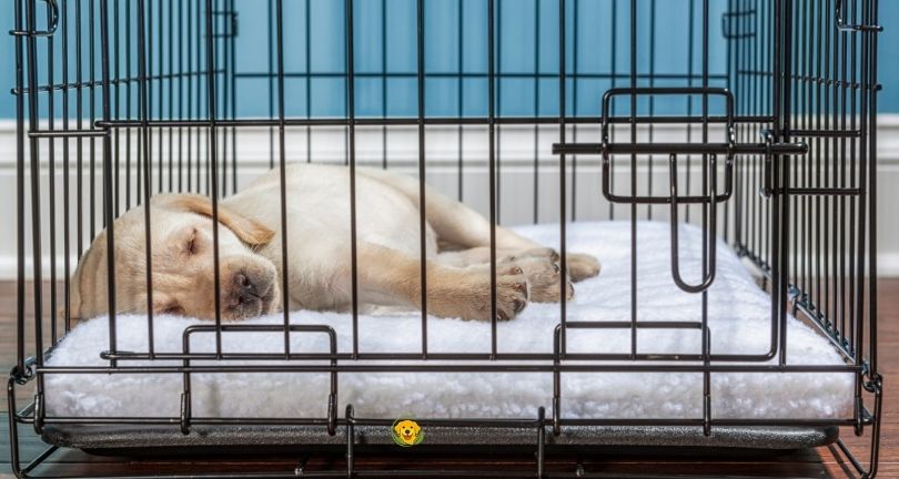How to Make a Dog Crate More Comfortable