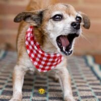 How to Stop a Dog From Barking at the Door