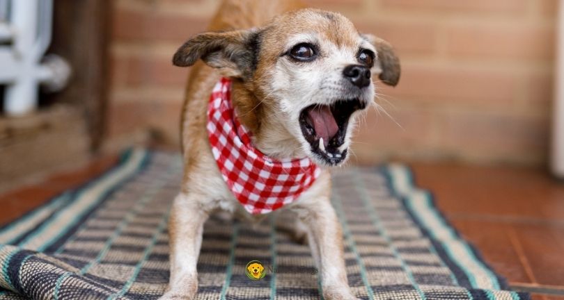 How to Stop a Dog From Barking at the Door