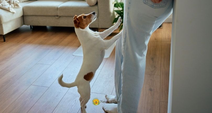 How to Stop a Dog From Jumping on Guests