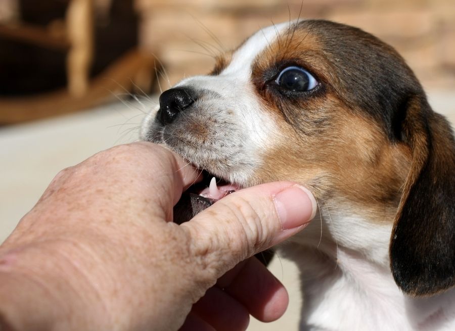 How to Stop a Puppy From Biting Feet While Walking