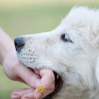 How to Stop a Puppy From Biting Hands and Feet