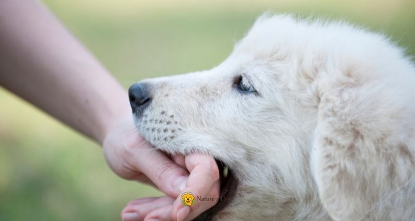 How to Stop a Puppy From Biting Hands and Feet