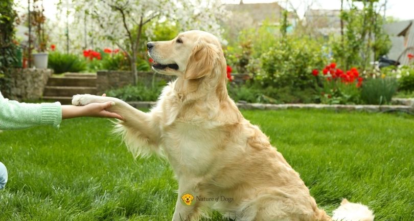 How to Teach a Dog to Come When Called Outside