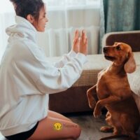 How to Teach a Dog to Stay for Beginners