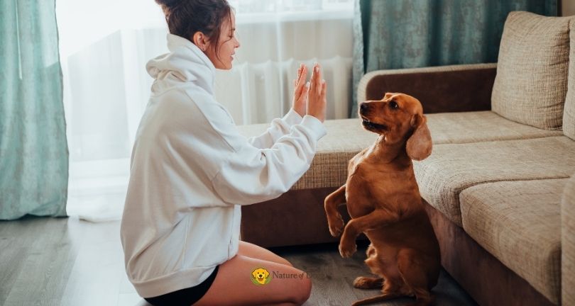 How to Teach a Dog to Stay for Beginners