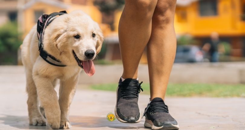 How to Teach a Dog to Walk Without Pulling