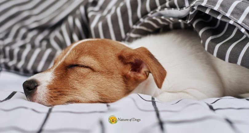 How to Train a Puppy to Sleep Through the Night