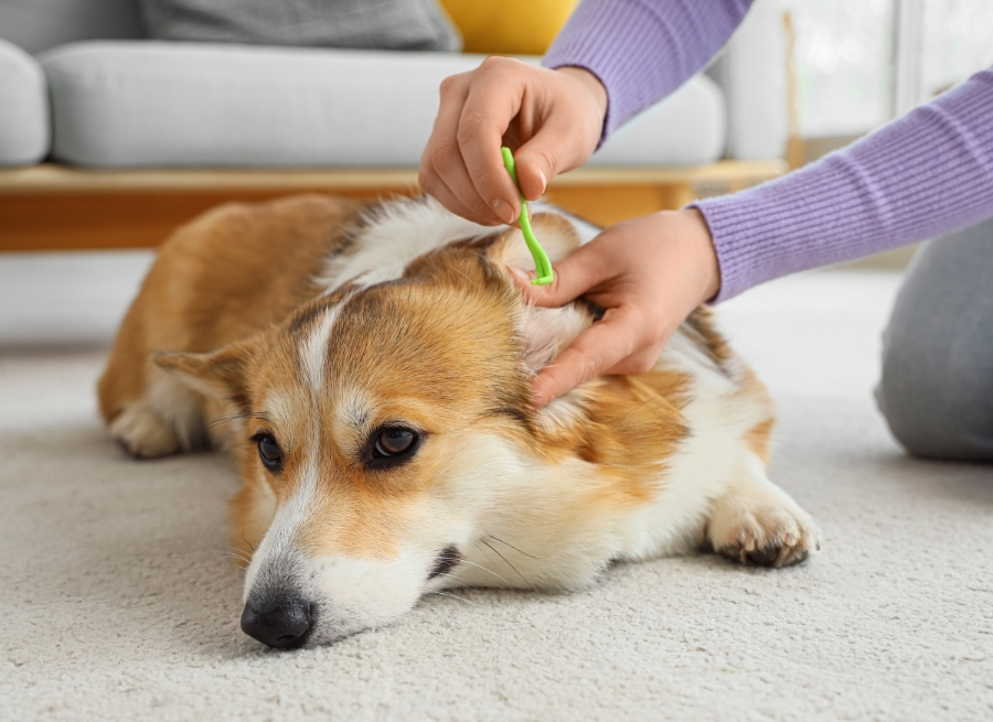 Preparing Your Dog For Cleaning