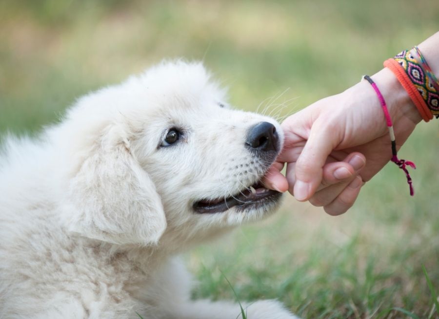 Puppies Bite Hands and Feet