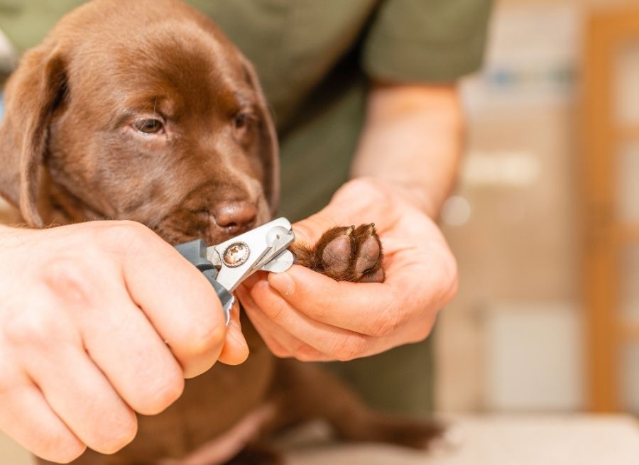 Recommended Nail Trimming Frequency
