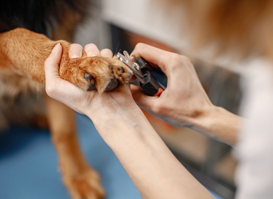 Signs Your Dog Needs A Nail Trim