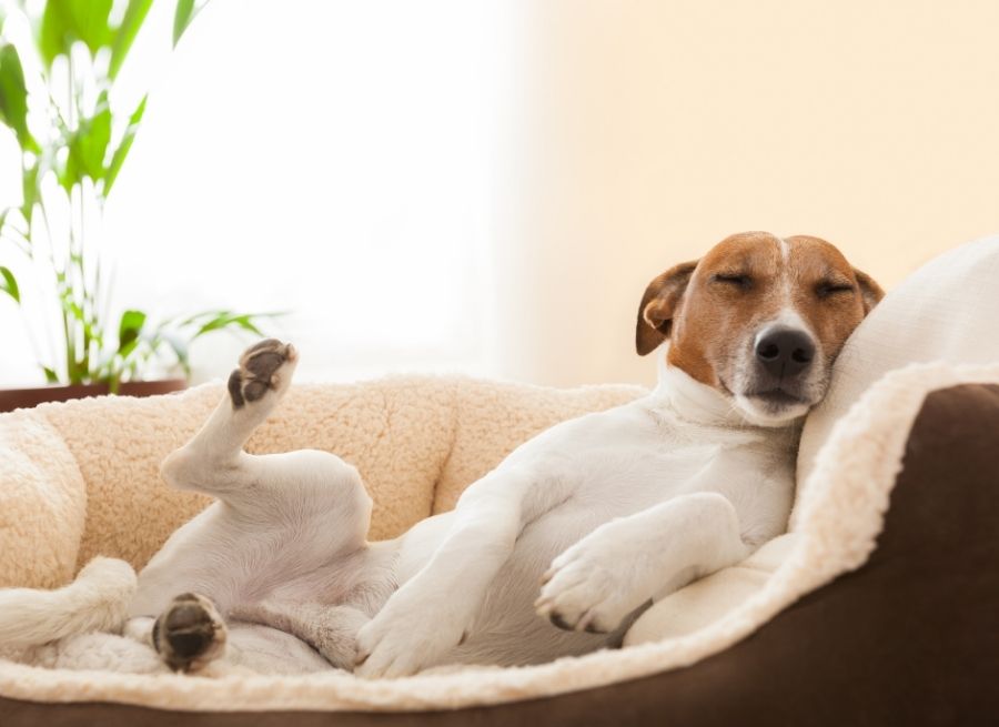 Signs Your Dog’s Bed Needs Washing