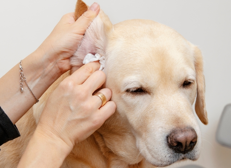 Signs Your Dog’s Ears Need Cleaning