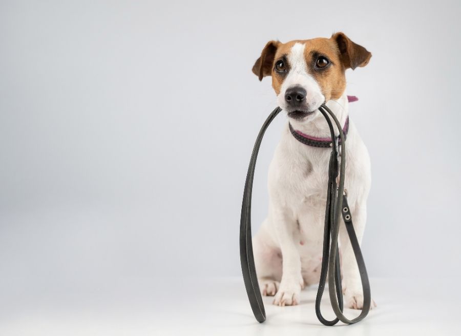 Step-by-step Leash Training Process