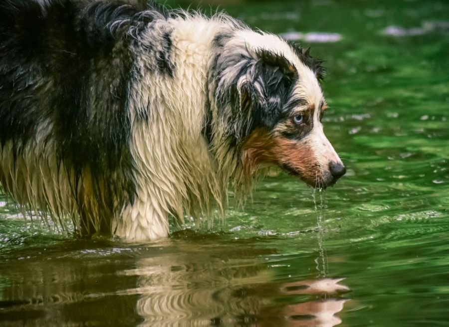 Why Do Some Dogs Hate Water