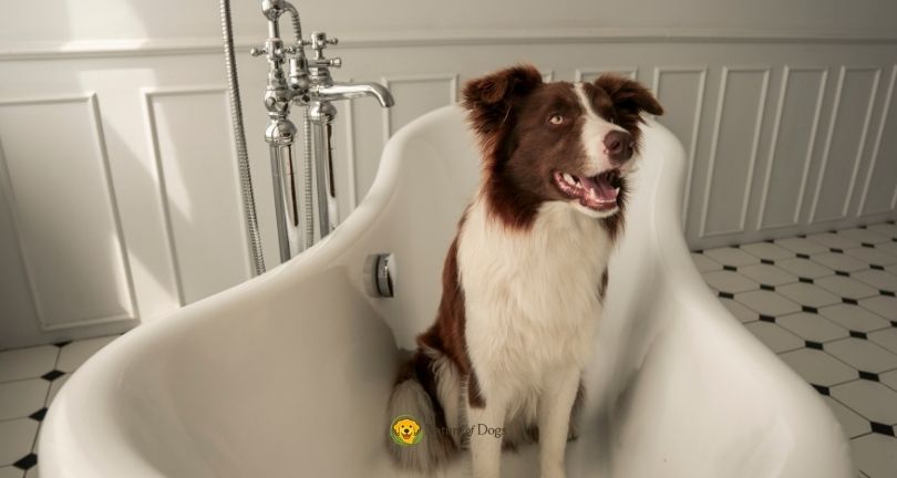 Why Does My Dog Follow Me to the Bathroom