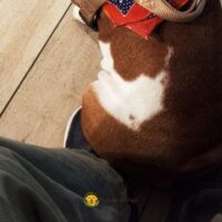 Why Does My Dog Sit on My Feet