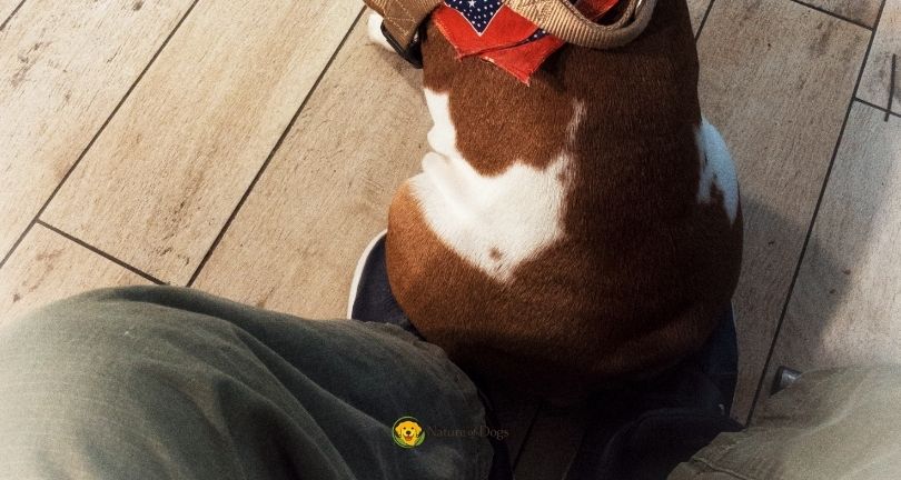 Why Does My Dog Sit on My Feet