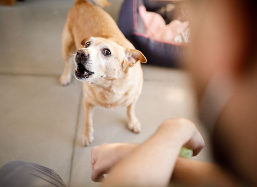 Why Dogs Bark At The Door