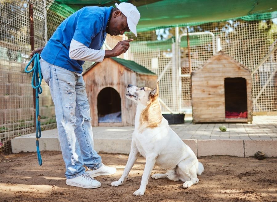 Why Dogs Jump On Guests